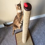 Kokio dydžio draskyklės labiausiai tinka suaugusioms katėms