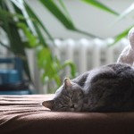 Katė šeriasi kokios priežastys ir ką daryti